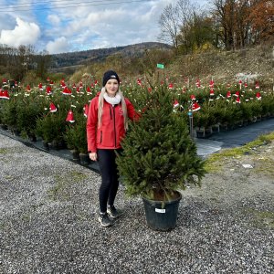 Smrek obyčajný (Picea abies) - výška 160-180 cm, kont. C25L